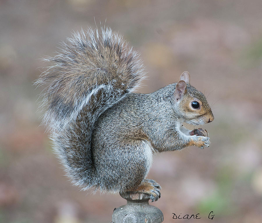 Autumn Squirrel #2 Photograph by Diane Giurco