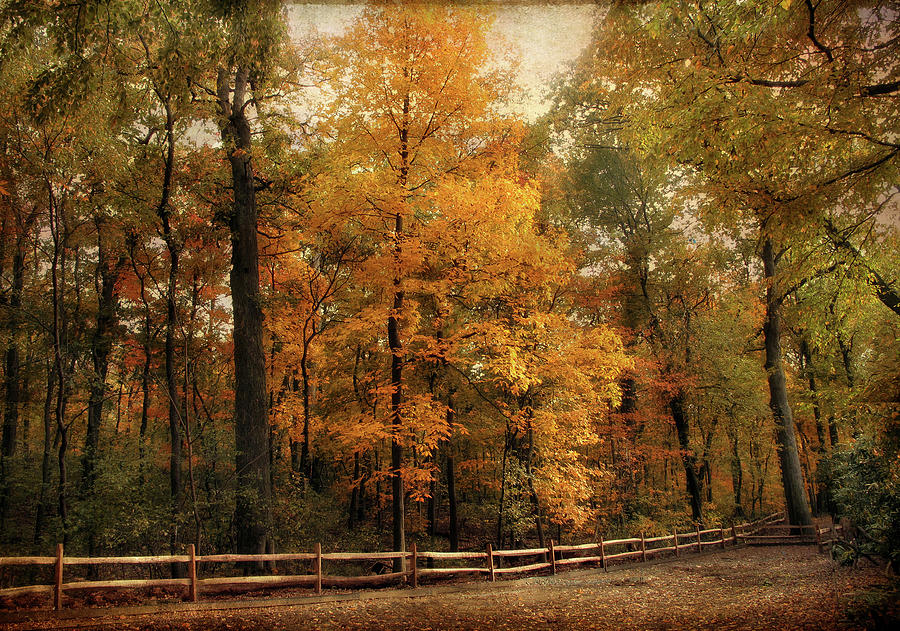 Autumn Foliage Trail  Photograph by Jessica Jenney