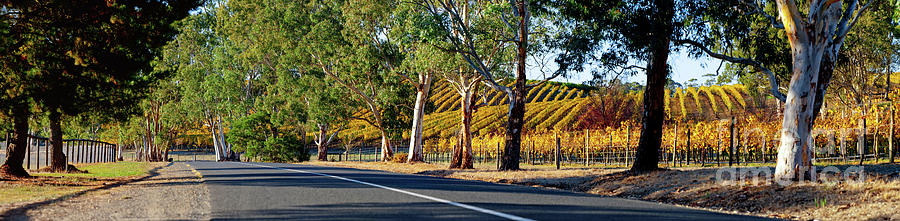 Autumn Vines #1 Photograph by Bill Robinson