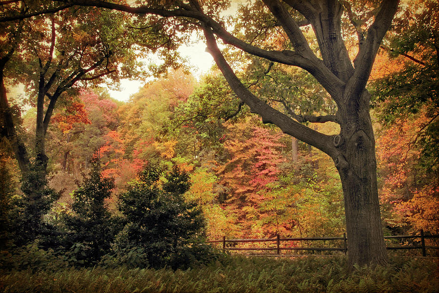 Autumn Woodland #2 Photograph by Jessica Jenney