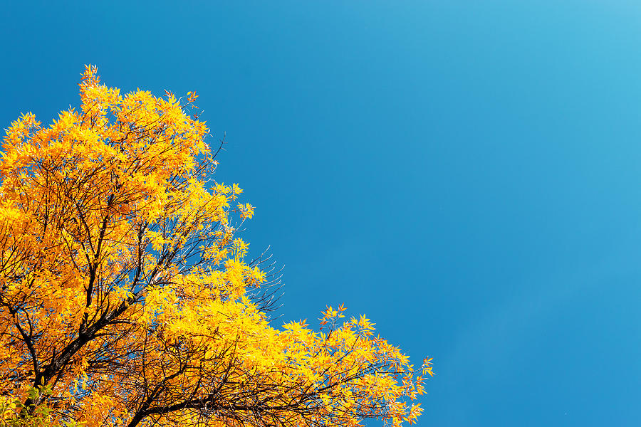 Autumn Gold and Blue  Photograph by John Williams
