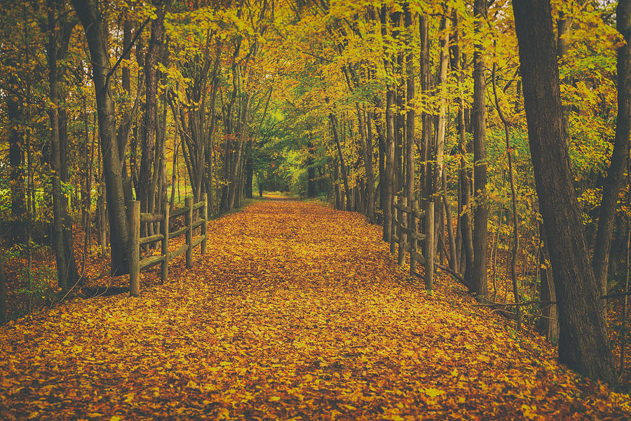 Autumns Path #2 Photograph by Karol Livote