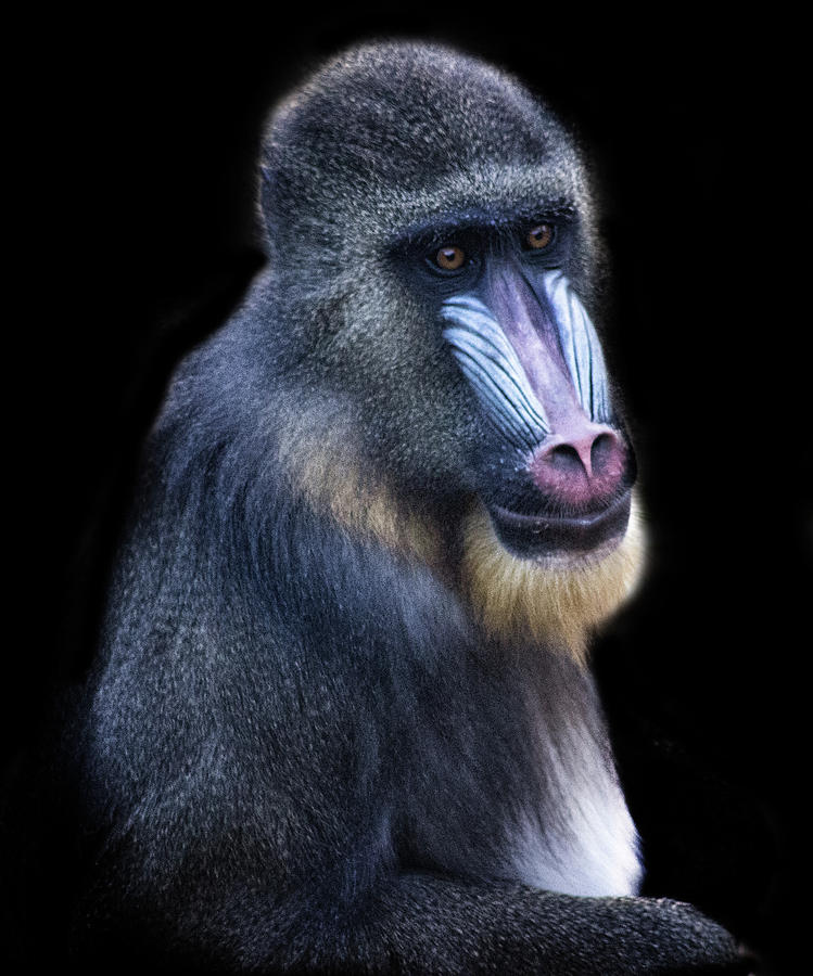 Wildlife Photograph - Baboon Portrait #2 by Martin Newman