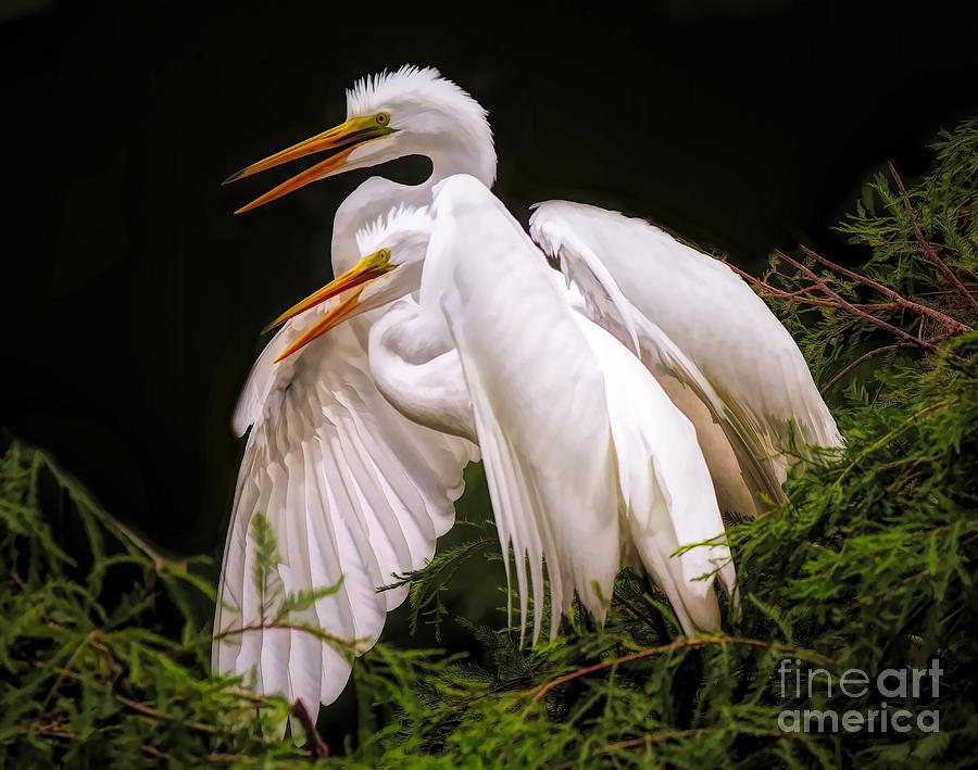 Baby Egrets Photograph By Paulette Thomas Fine Art America