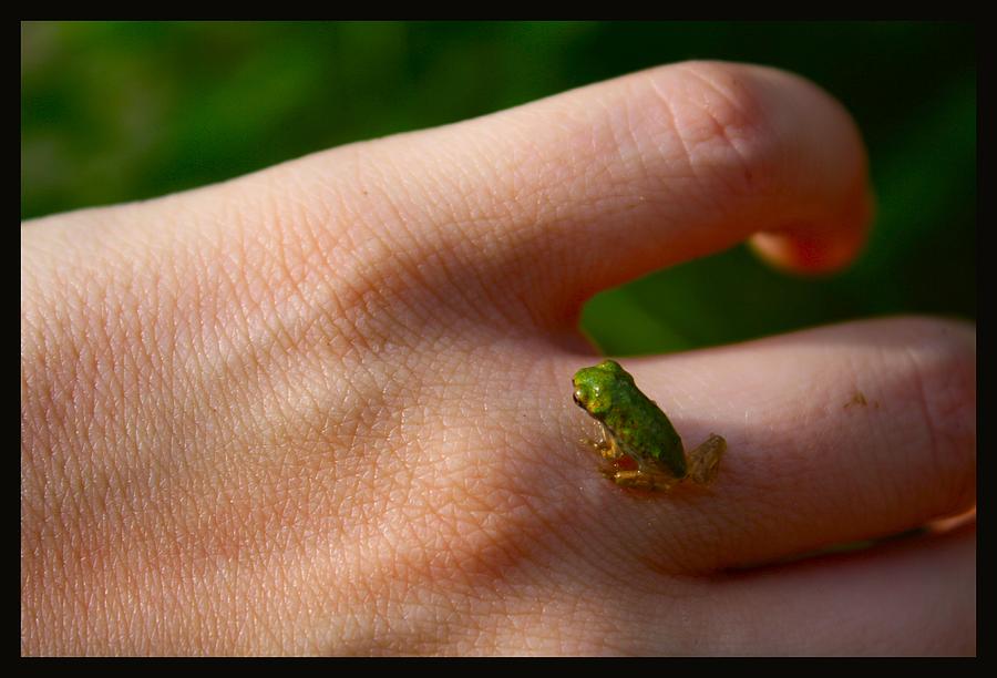 Baby Frog #2 by Stephanie Monk