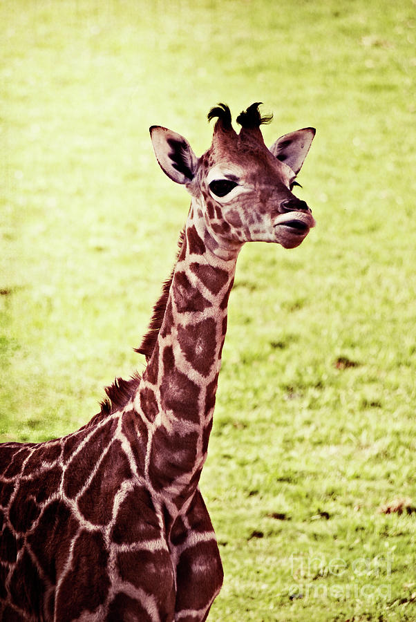 Baby Giraffe #2 Photograph by Jim And Emily Bush