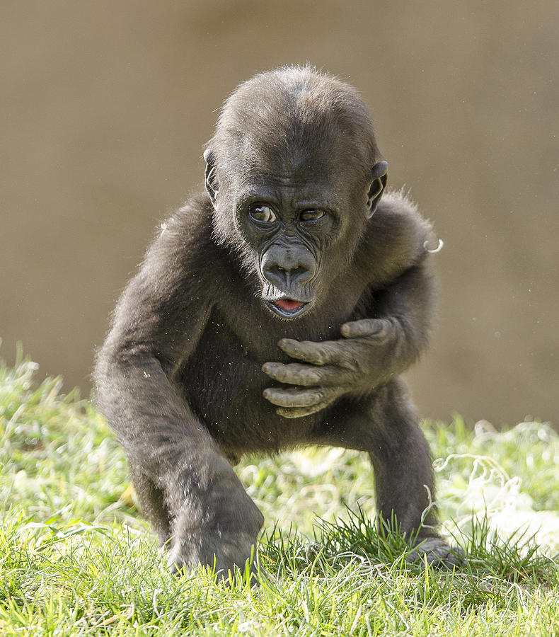 Baby Gorilla #2 Photograph by William Bitman