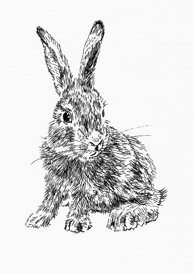 Little Rabbit Drawing by Masha Batkova