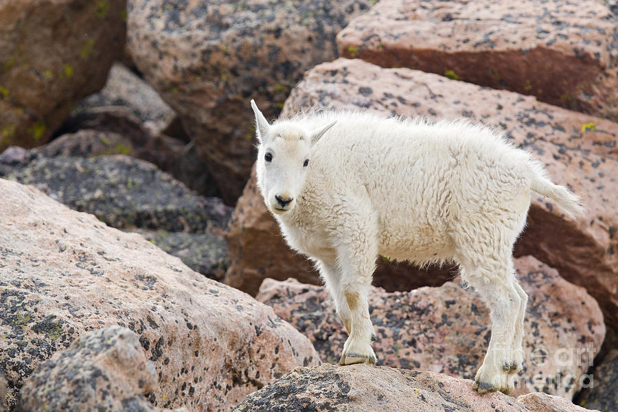 Baby Mountain Goats on Mount Evans #2 Photograph by Steven Krull
