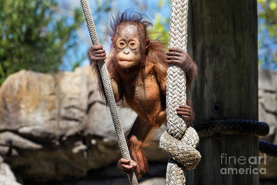 Baby Orangutan by Stephanie Hayes Baby Orangutan by Stephanie Hayes