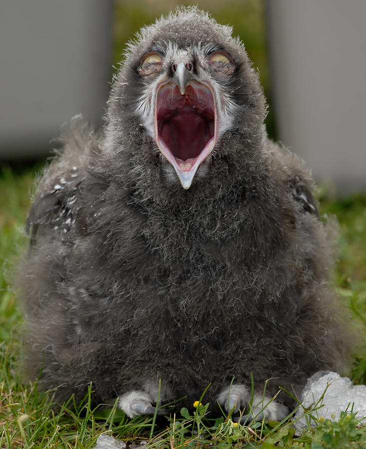 Baby Snowy Owl #2 Photograph by JT Lewis