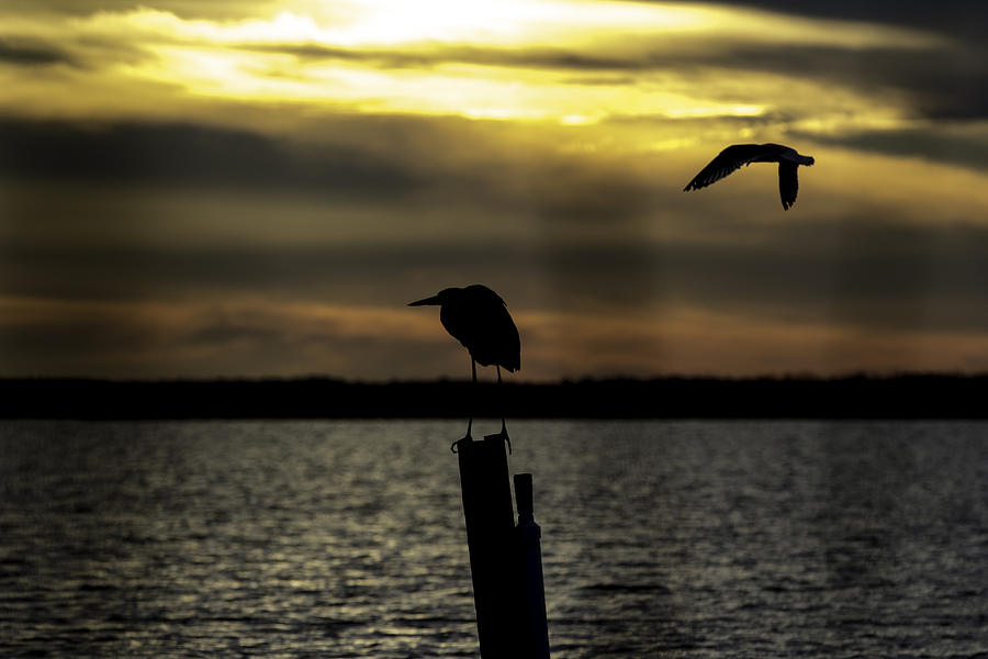 Sunset Photograph - Back Bay Sunset #3 by Pete Federico Sunset Photograph - Back Bay Sunset #3 by Pete Federico