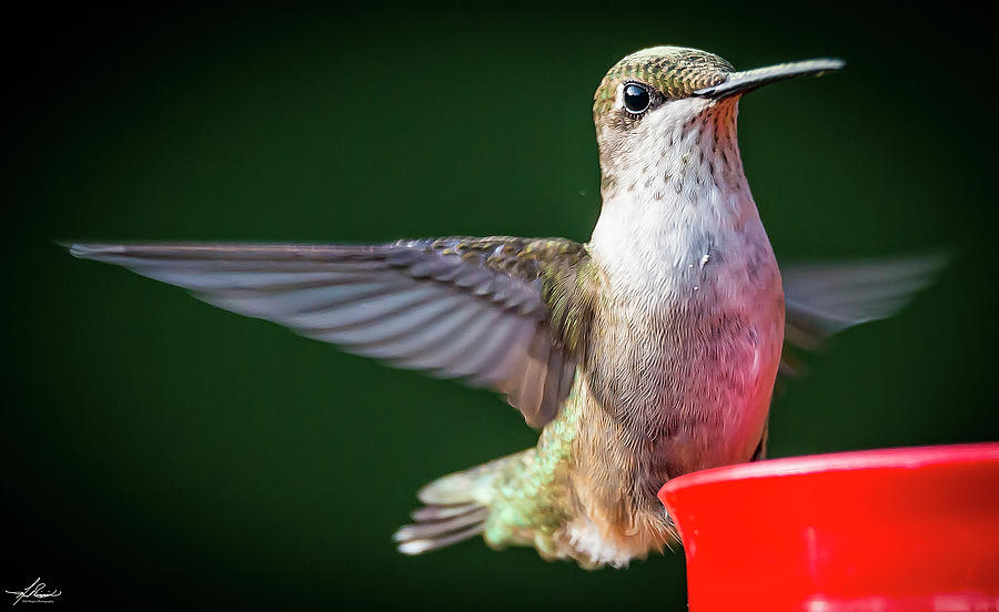 Hummingbird Photograph - Backyard Hummingbird #5 by Phil And Karen Rispin