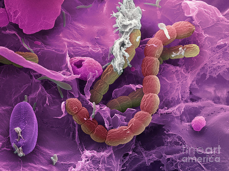 Bacteria, Sem #2 Photograph by Ted Kinsman