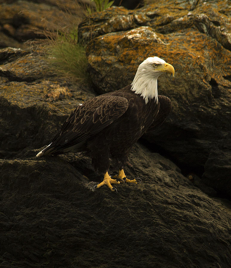 Eagle Photograph - Bald Eagle #2 by Catherine Simonson