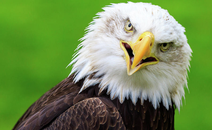 Bald eagle #3 Photograph by Chris Smith