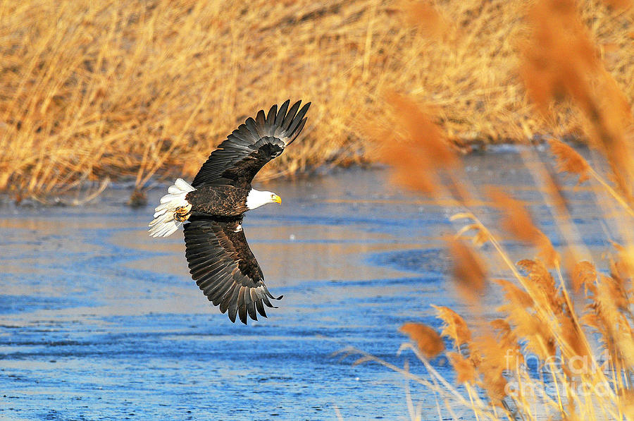 Bald Eagle #2 Photograph by Dennis Hammer