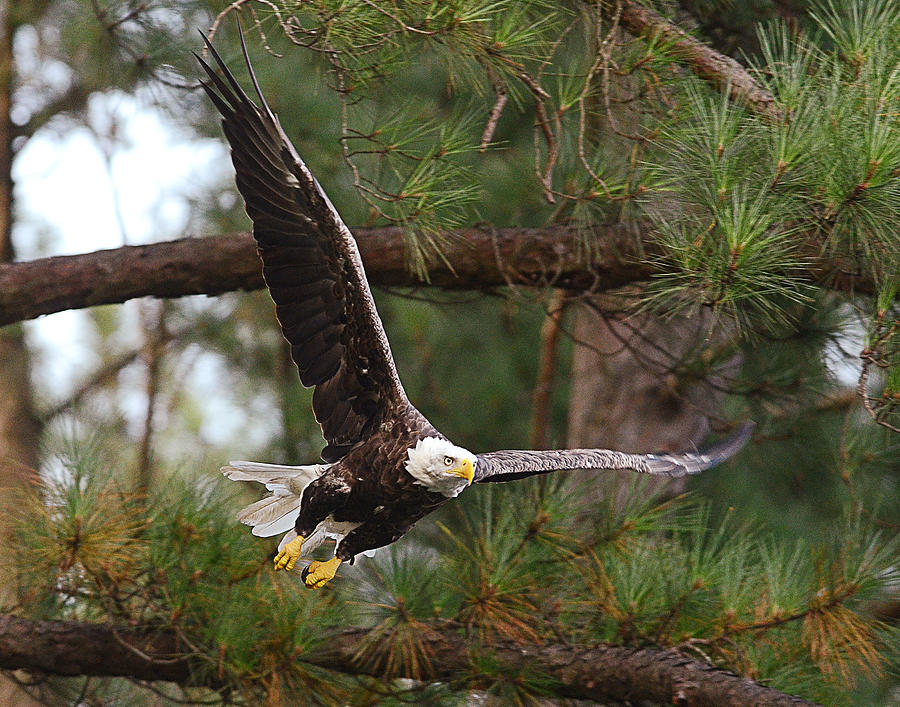Bald Eagle #3 Photograph by Eric Abernethy