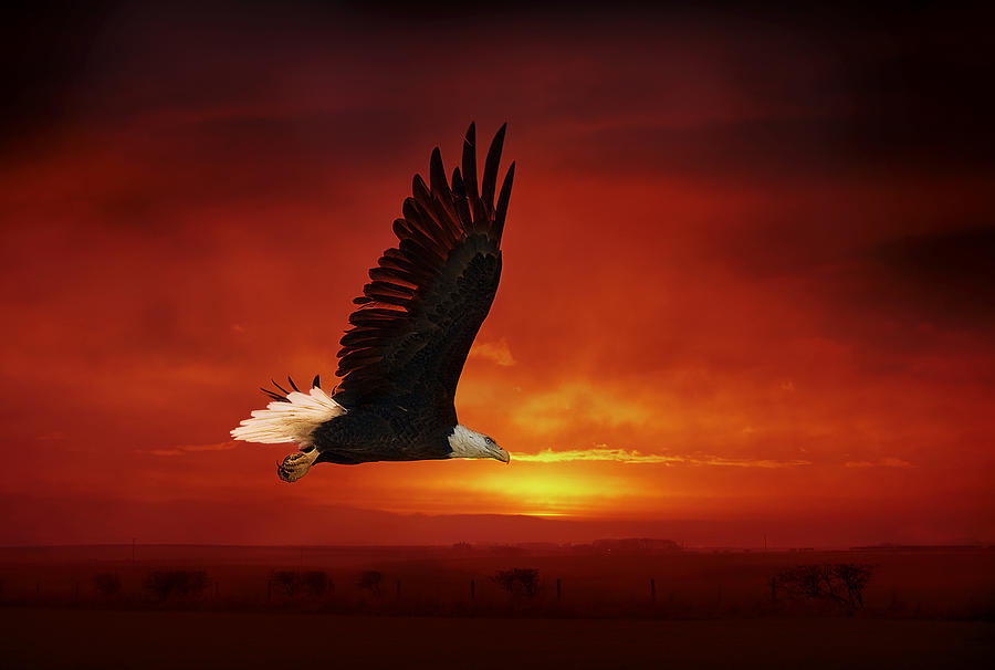 Bald Eagle #2 Photograph by Gouzel -