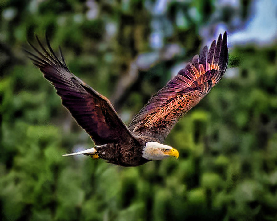 Bald Eagle #2 Photograph by Joe Granita