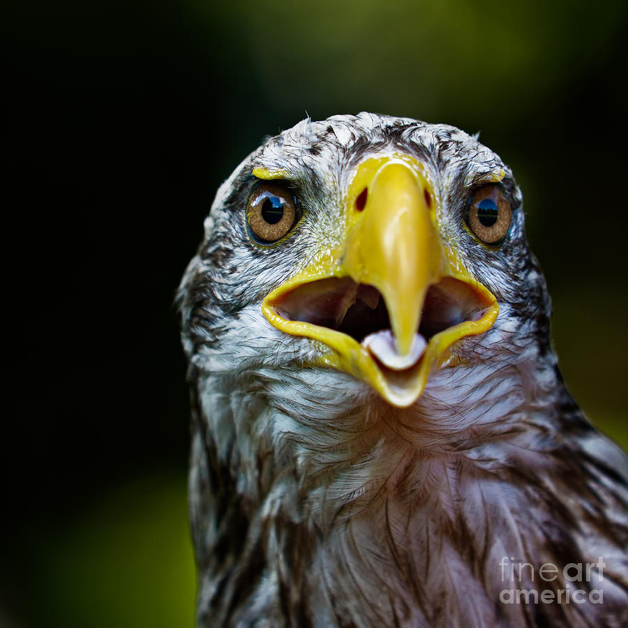 Bald Eagle #2 Photograph by Joerg Lingnau