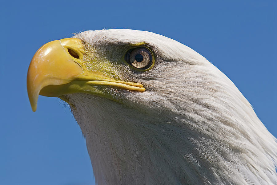 Bald Eagle #2 Photograph by JT Lewis