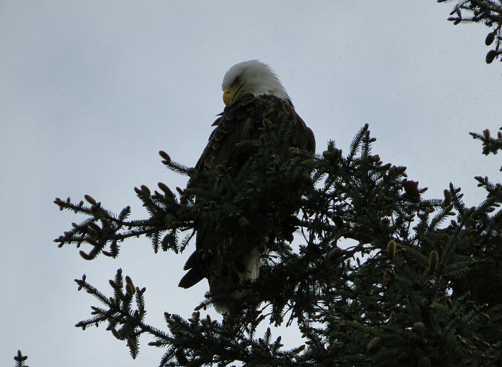 Bald eagle #1 Photograph by Kathlene Melvin