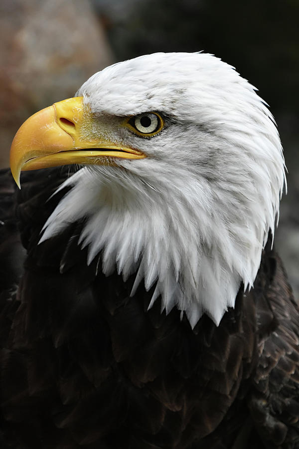 Bald Eagle #3 Photograph by Kuni Photography
