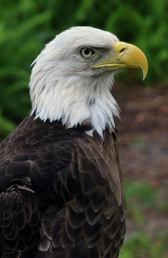 Bald Eagle #2 Photograph by Larah McElroy