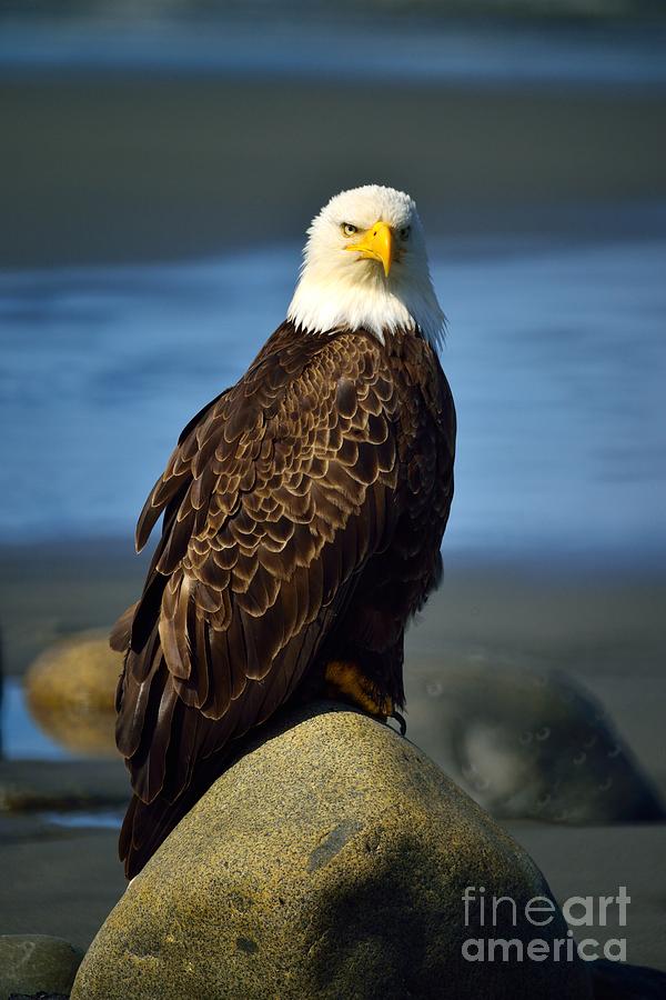 Bald Eagle #2 Photograph by Marc Bittan