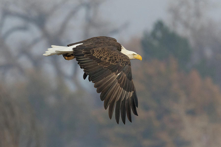 Bald Eagle On The Hunt #2 Photograph by Tony Hake