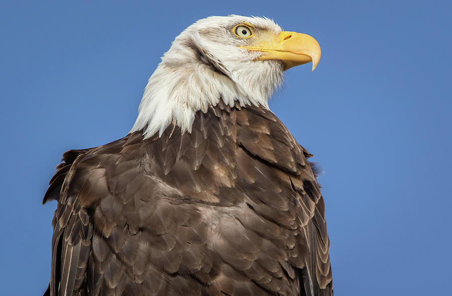 Bald Eagle Profile #2 Photograph by Marc Crumpler