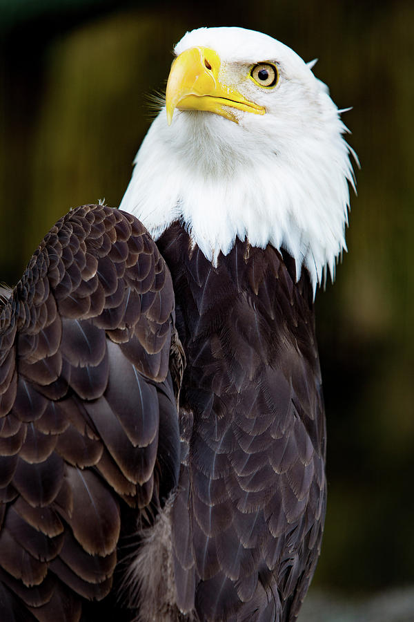 Bald Eagle #2 Digital Art by Birdly Canada
