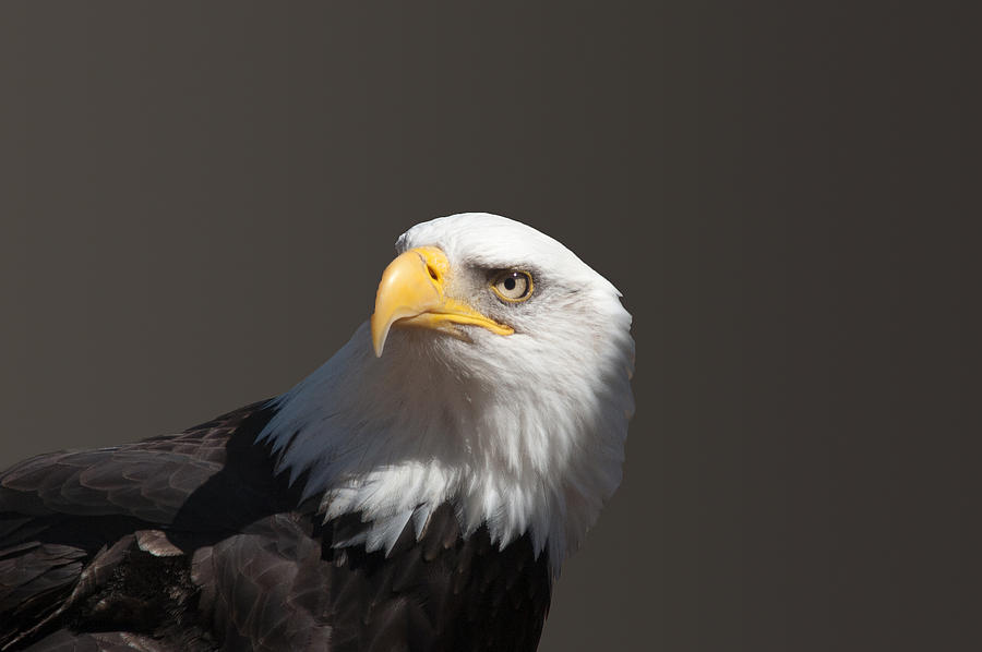 Bald Eagle #2 Photograph by Steve Stuller