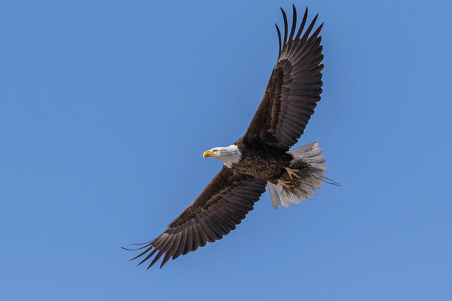 Bald Eagle Works On Its Home Photograph by Tony Hake | Fine Art America