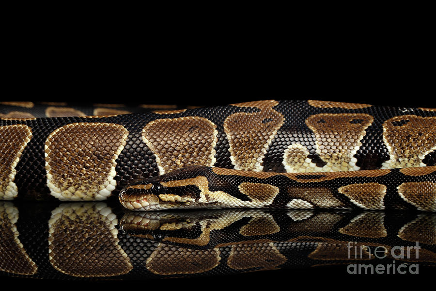 Snake Photograph - Ball or Royal python Snake on Isolated black background #2 by Sergey Taran