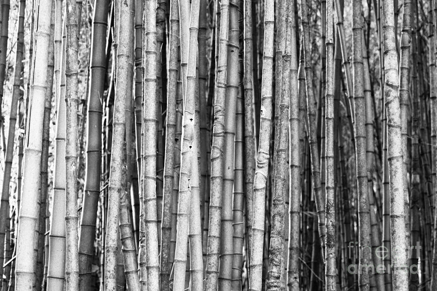 Bamboo forest Photograph by Gaspar Avila - Fine Art America