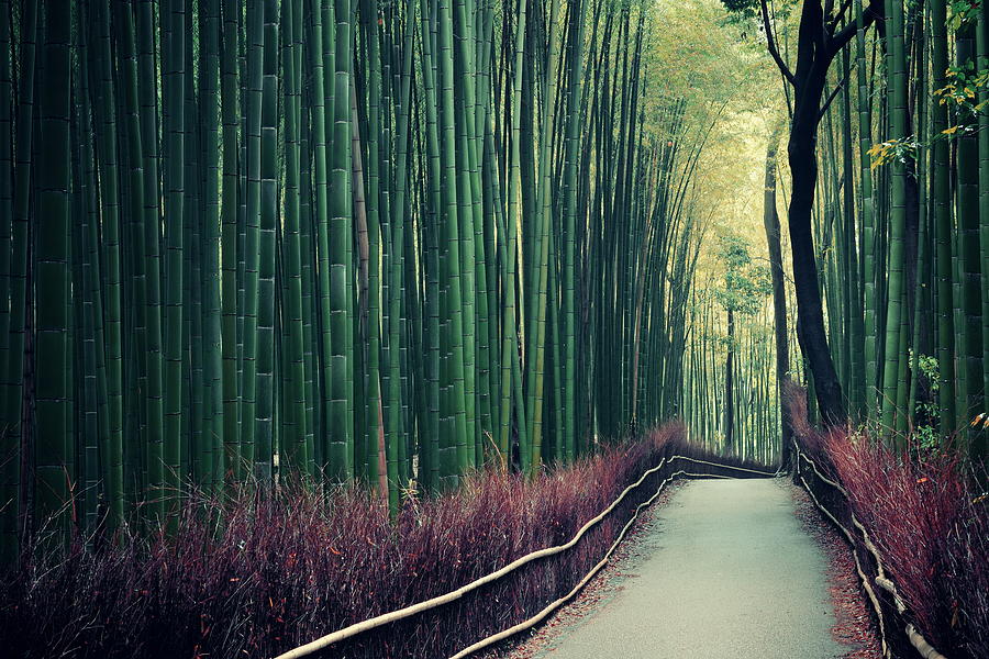 Bamboo Grove #2 Photograph by Songquan Deng