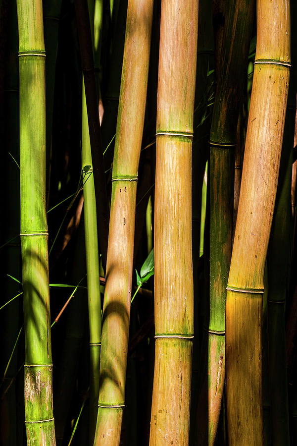 Bamboo #2 Photograph by Kelley King