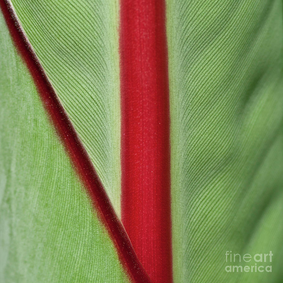 Banana Leaf #2 Photograph by Heiko Koehrer-Wagner