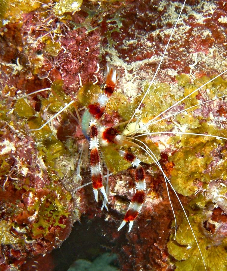 Banded Coral Shrimp Photograph
