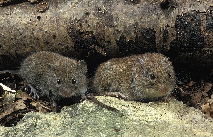 Bank Vole Clethrionomys Glareolus #2 Photograph by Gerard Lacz