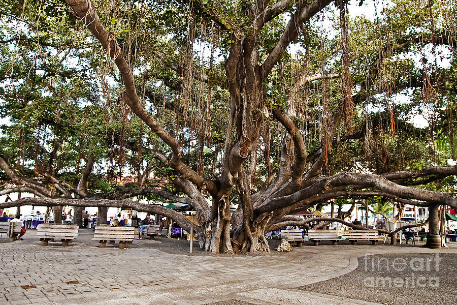 Banyan Tree Photograph by Scott Pellegrin