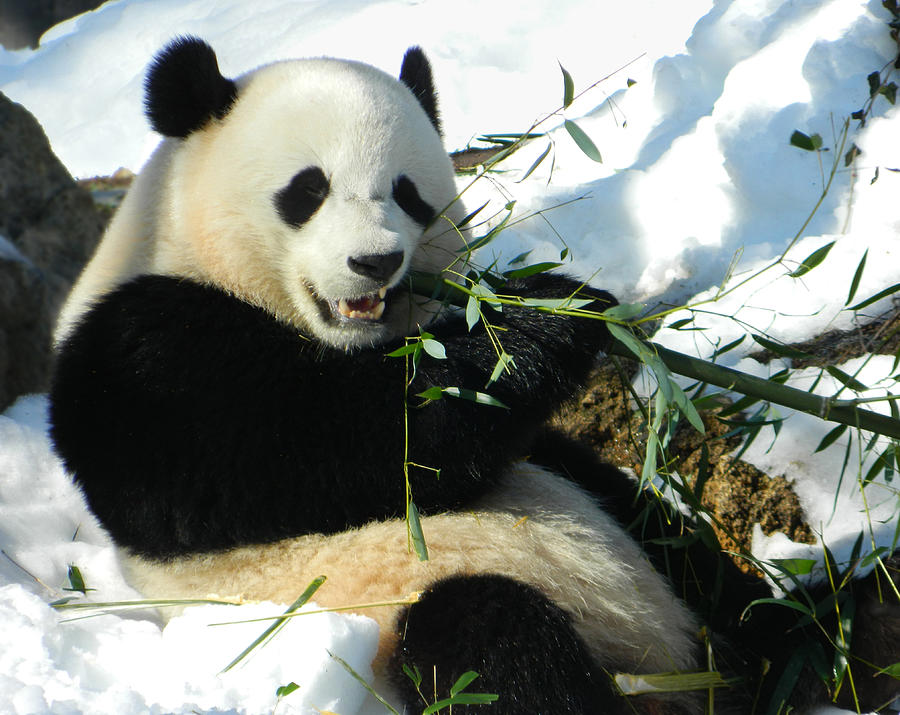 Bao Bao Sittin In The Snow Taking A Bite Out Of Bamboo1 Photograph by Emmy Marie Vickers
