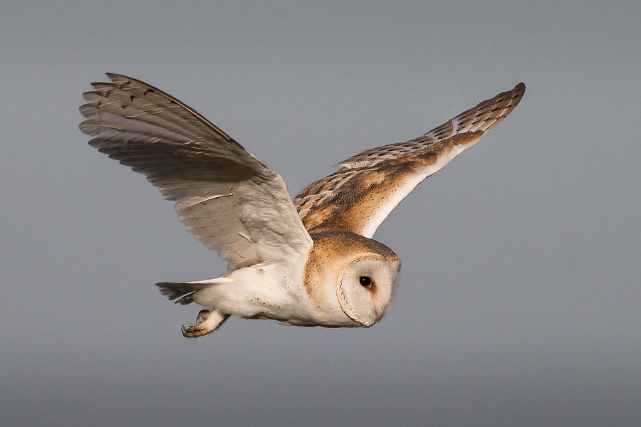 Owl Photograph - Barn Owl in Flight #2 by Ian Hufton