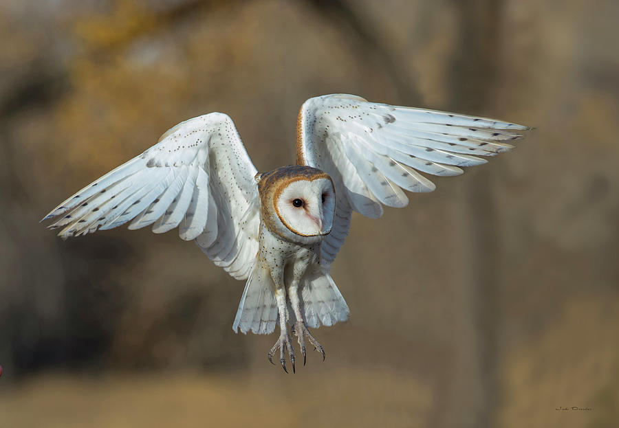 Barn Owl In Flight Photograph By Judi Dressler