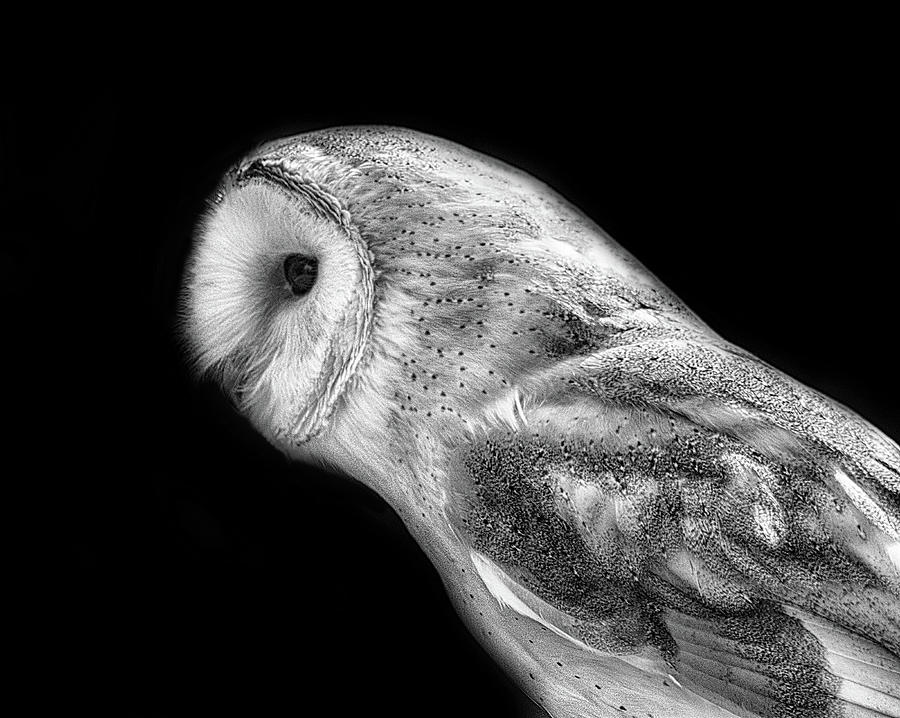 Owl Photograph - Barn Owl #2 by Martin Newman