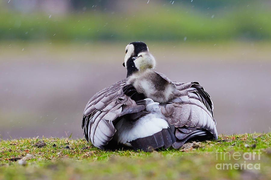 Barnacle Goose with chick in the rain #2 Photograph by Nick  Biemans