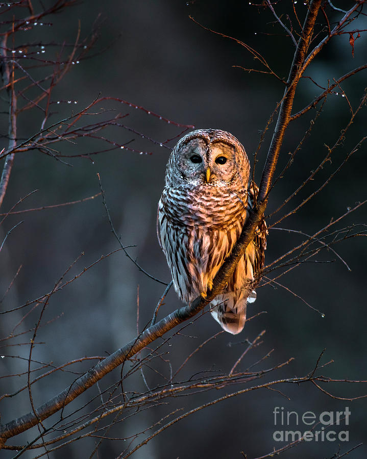 Barred Owl Tall Photograph by Benjamin Williamson