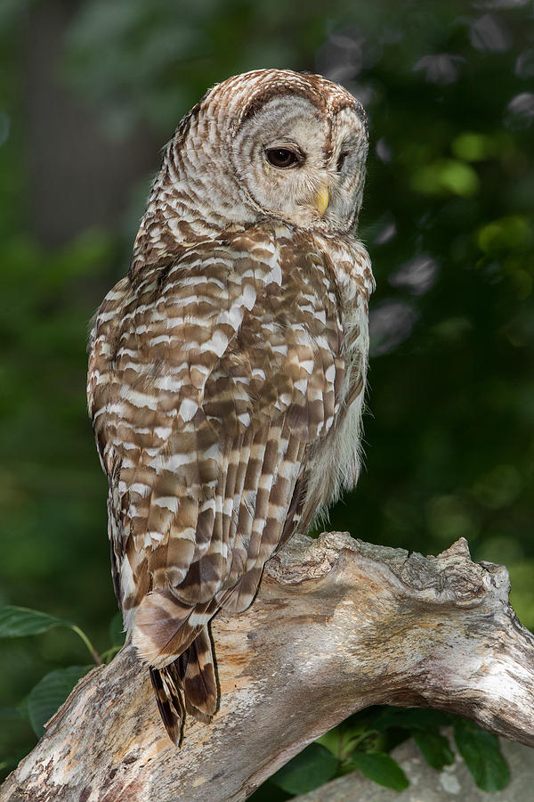 Barred Owl Photograph by Christopher Ciccone - Fine Art America